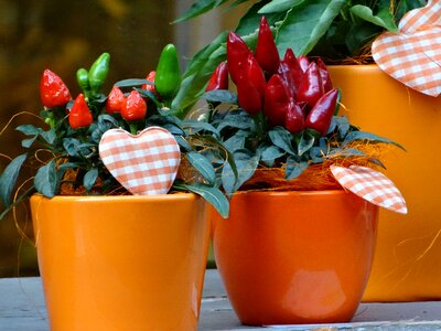 Chili in flowerpot decoration postcard