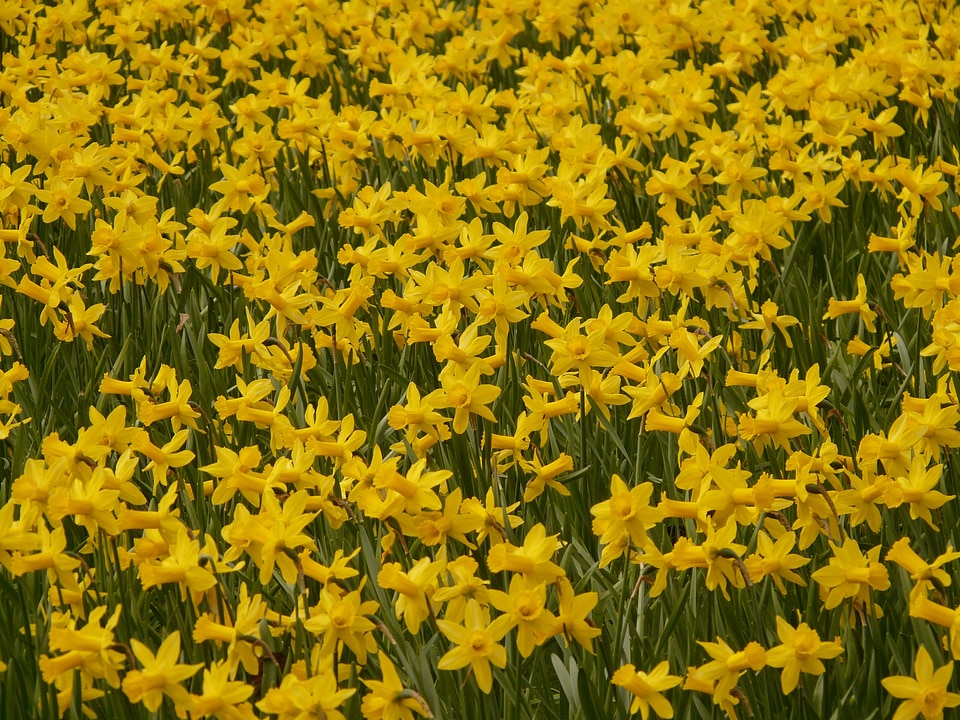 Plant blossom bloom