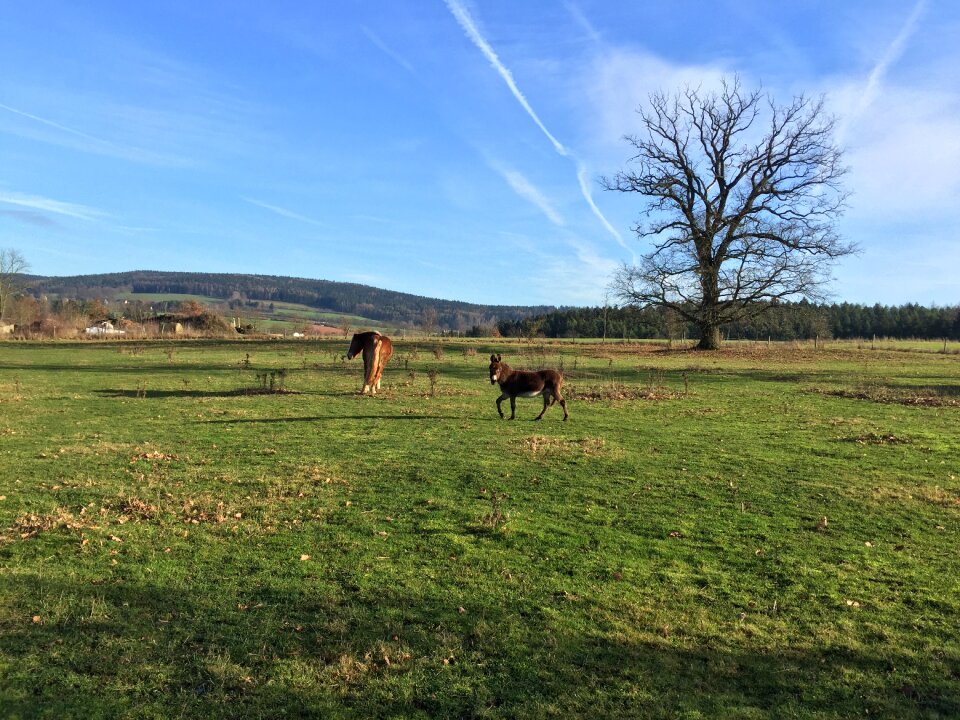 Graze eat donkey