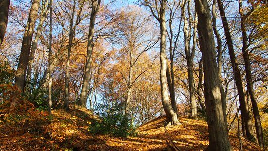 Trees fall foliage autumn forest