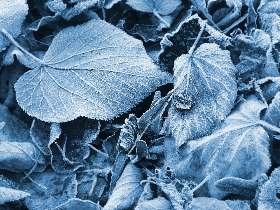 Frozen winter frost