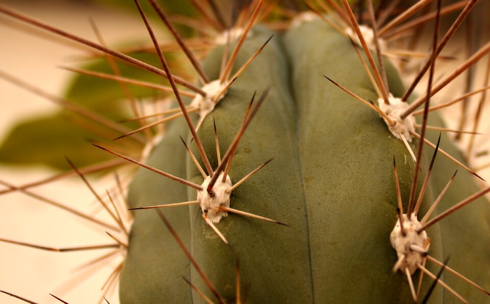 Plant foliage plant green