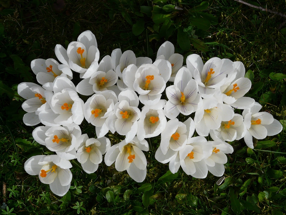 Close up macro flowers