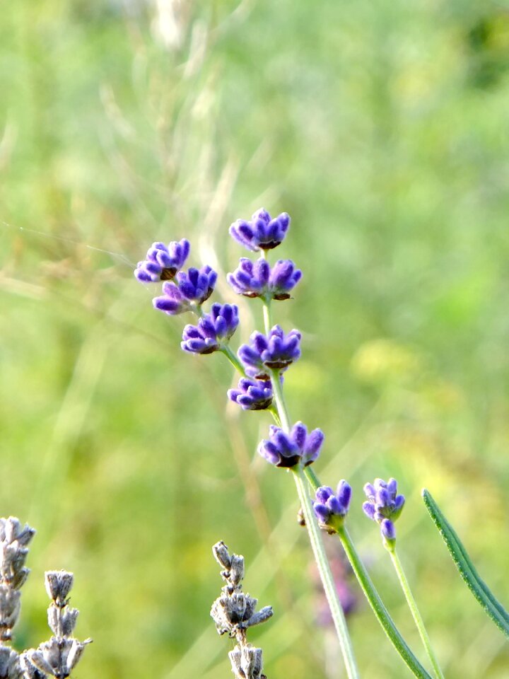 Purple plant natural