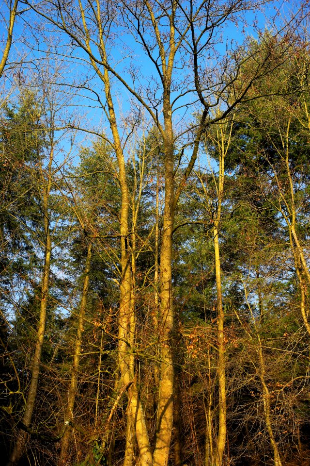 Incidence of light january nature