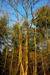 Incidence of light january nature