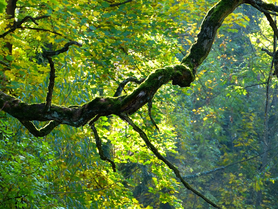 Bemoost gnarled autumn