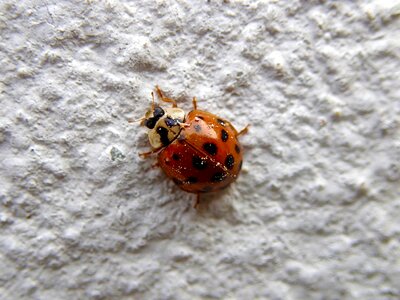 Wall luck lucky charm
