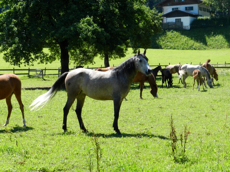 Horse pasha herd of horses
