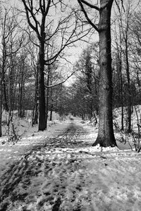 Wood december