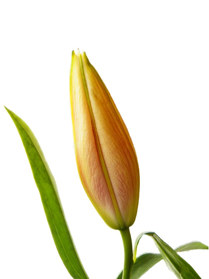 Plant flower natural