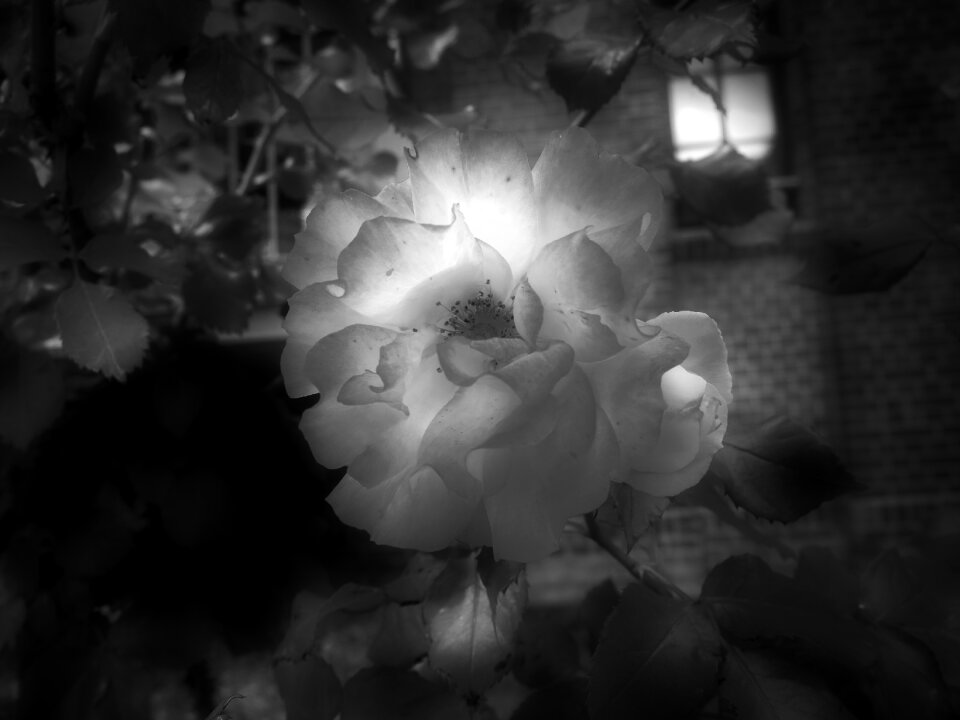 Light and shadow plant shadow