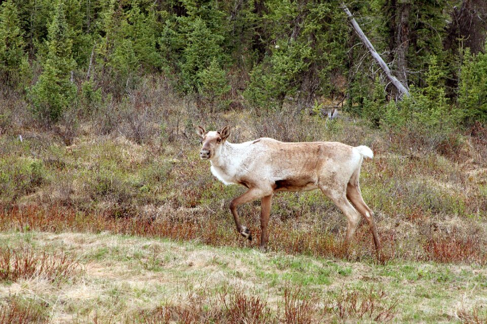 Wildlife reindeer mammal