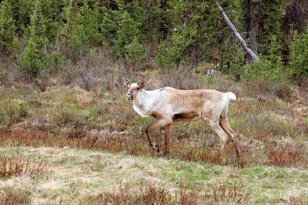 Wildlife reindeer mammal