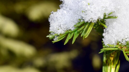 Pine wood forest snowy
