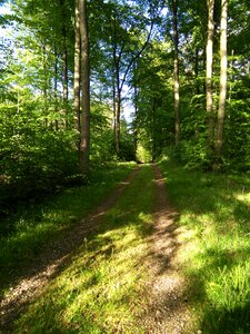 Fir trees idyll mood