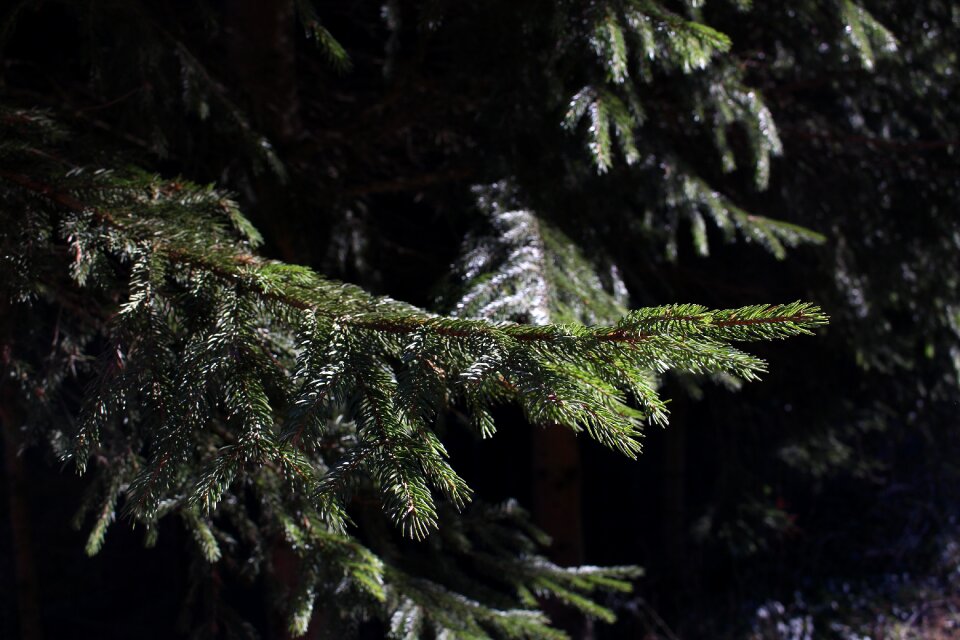 Nature tree evergreen