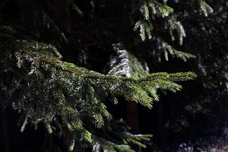 Nature tree evergreen