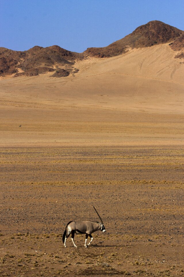 Africa nature wildlife