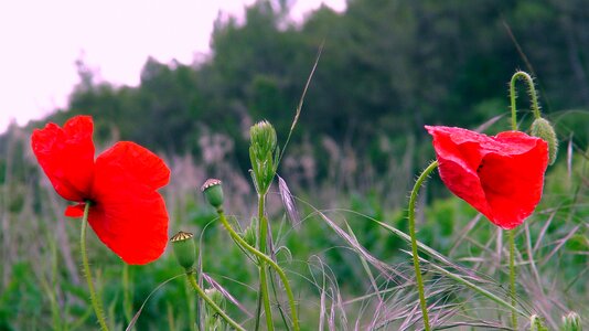 Red nature poppy flower