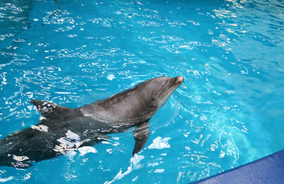 Tourist attraction water dolphinarium