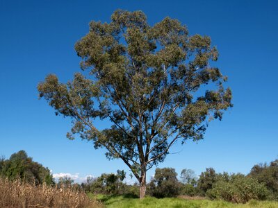 Tree camphor mexico