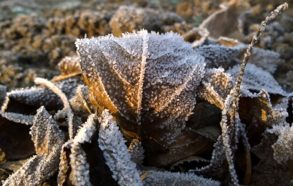 Foliage wintery rime