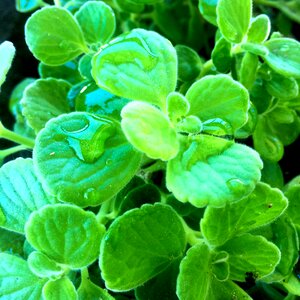 Droplets herb gardening