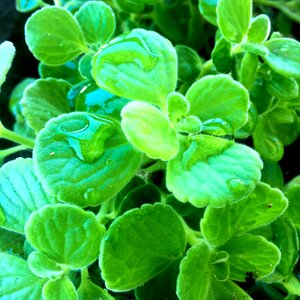 Droplets herb gardening photo