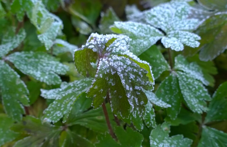 Foliage wintery rime
