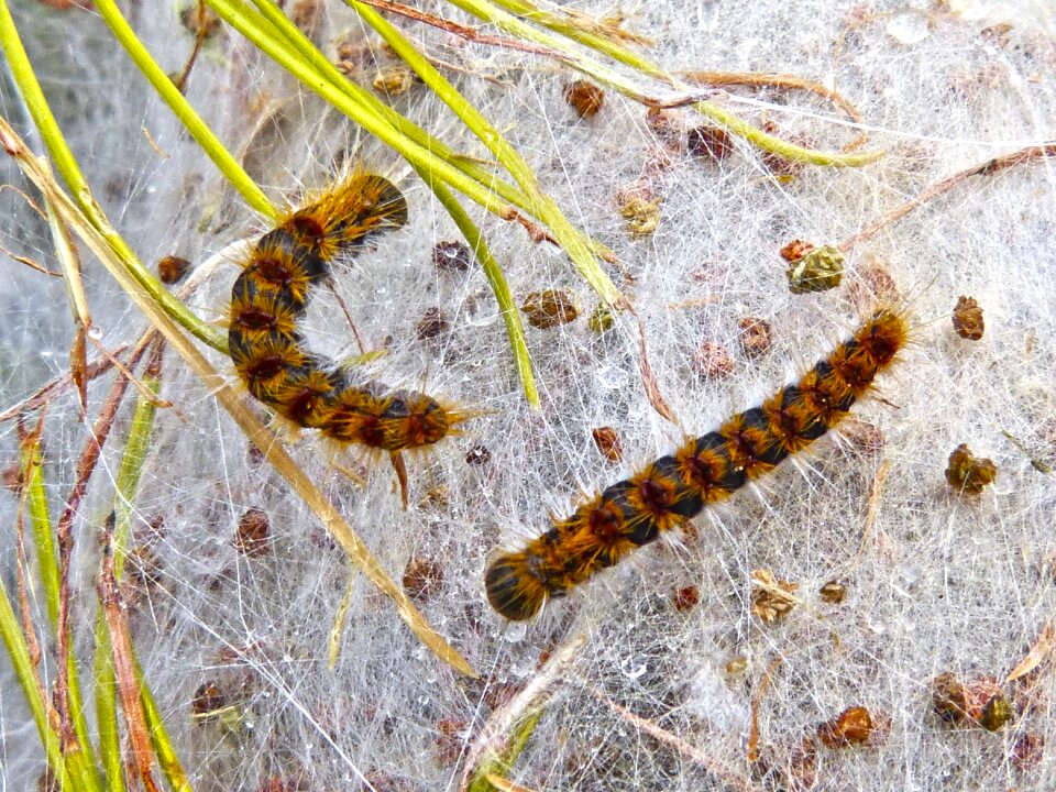 Caterpillars cocoon nest