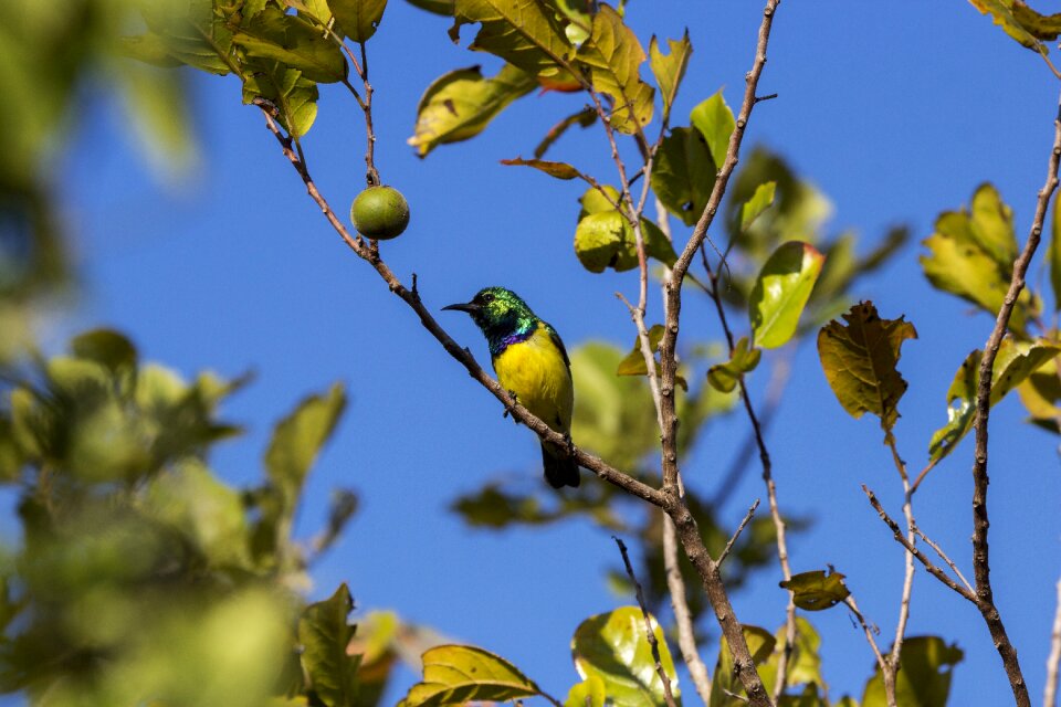 Nature wildlife animal