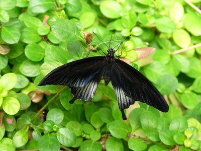 Insect wings animal world