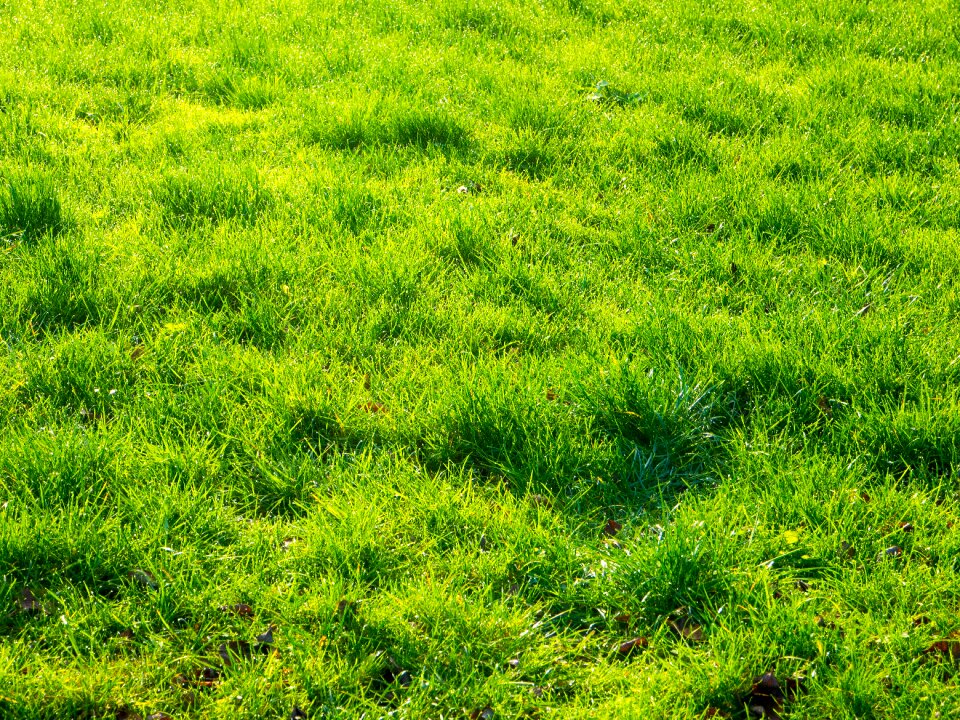 Greenery halm background