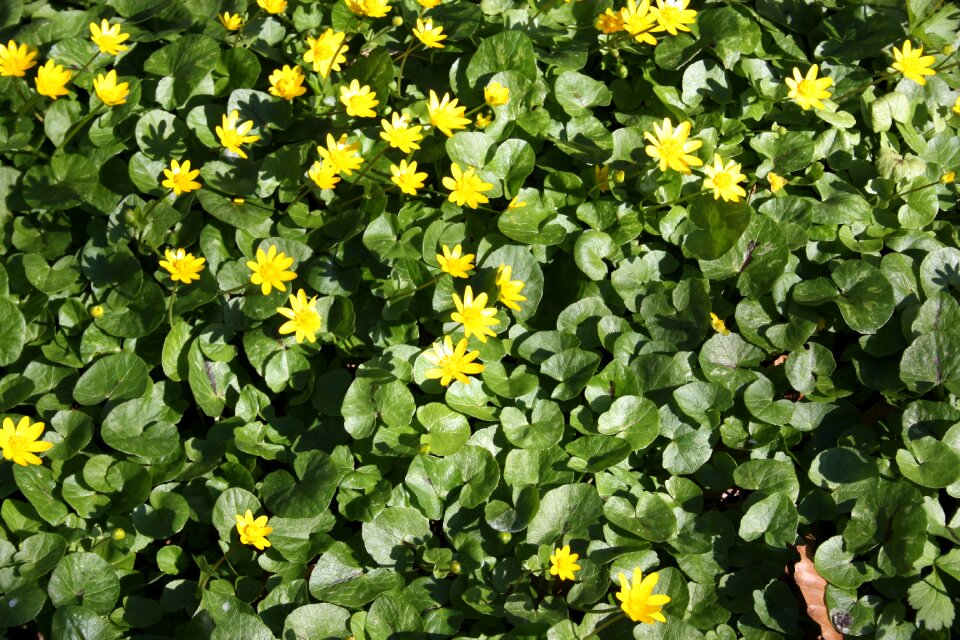 Flower green yellow natural