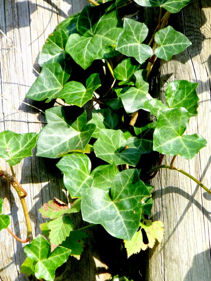 Creeper climbing plant macro