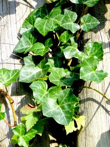 Creeper climbing plant macro photo