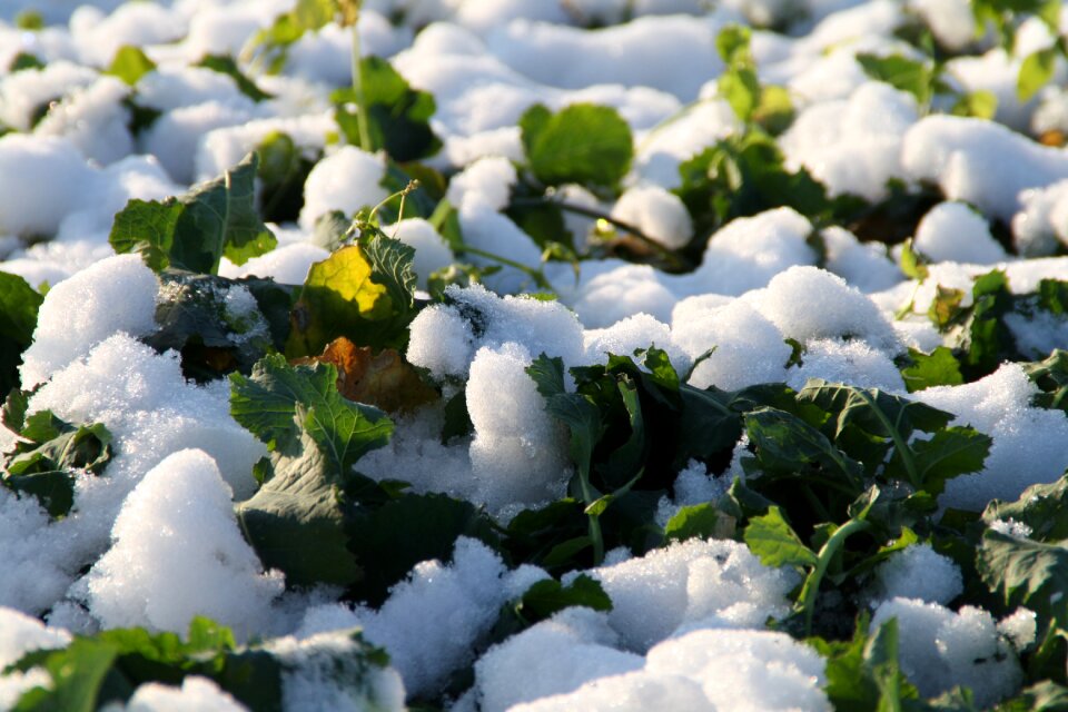 Wintry cold landscape