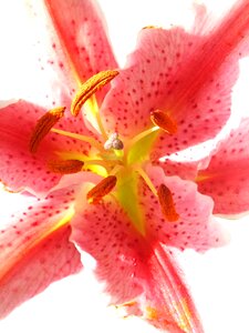 Pink plant natural