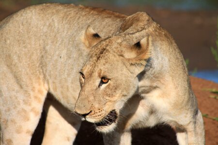 Lioness animal photo
