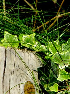 Creeper climbing plant macro photo