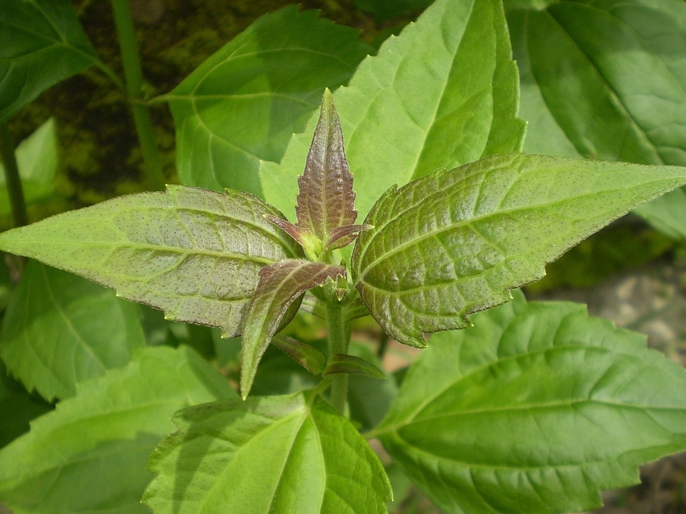 Asteraceae flower leaves