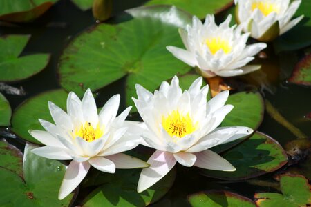 Water lily tiszafüred tisza