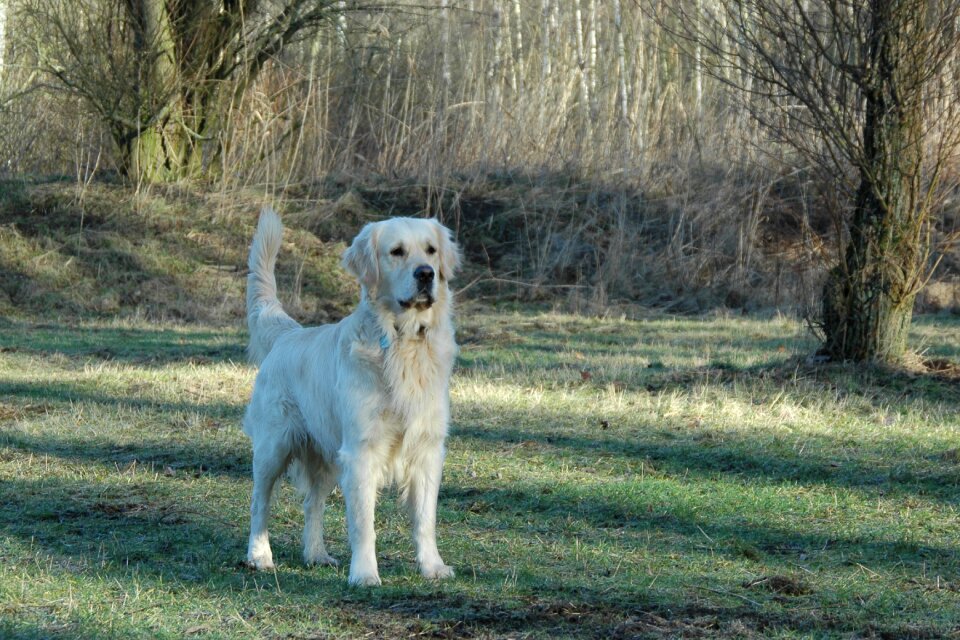 Dogs animal portrait dog portrait