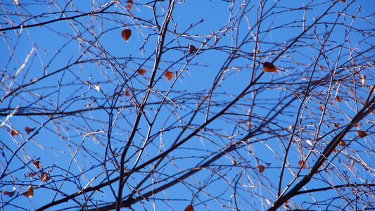 Blue sky leaf autumn leaves