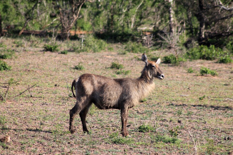 Wildlife waterbuck