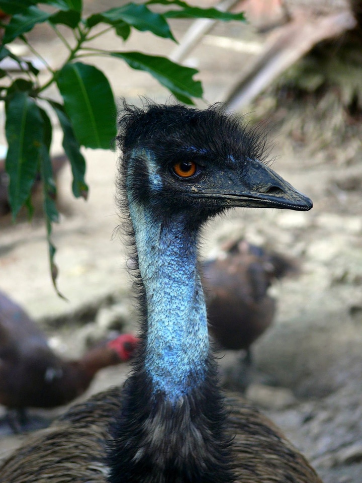 Animal exotic dominican