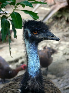 Animal exotic dominican