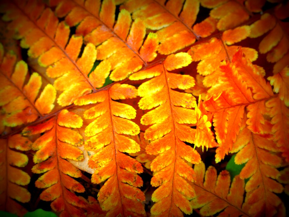 Nature foliage autumn