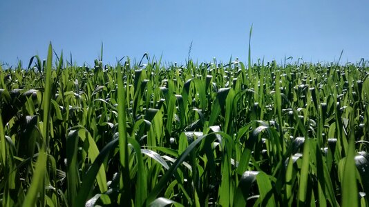 Corn agriculture crop